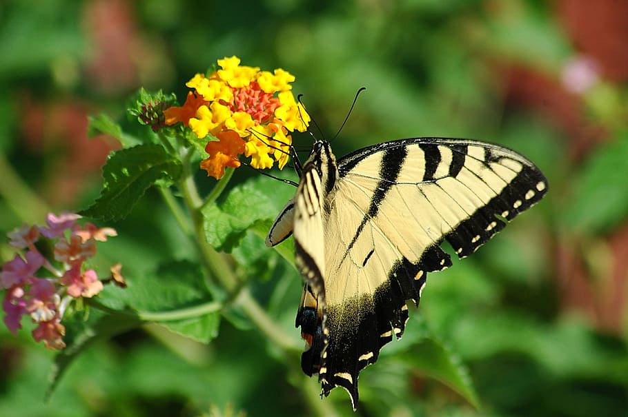 tiger swallowtail, butterfly, swallowtail, tiger, insect, papilio, black, yellow, nature, wings