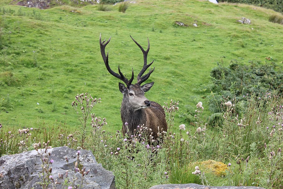 Hirsch, Escocia, mundo animal, asta, doce de, prado, paisaje, naturaleza, animal, temas de animales