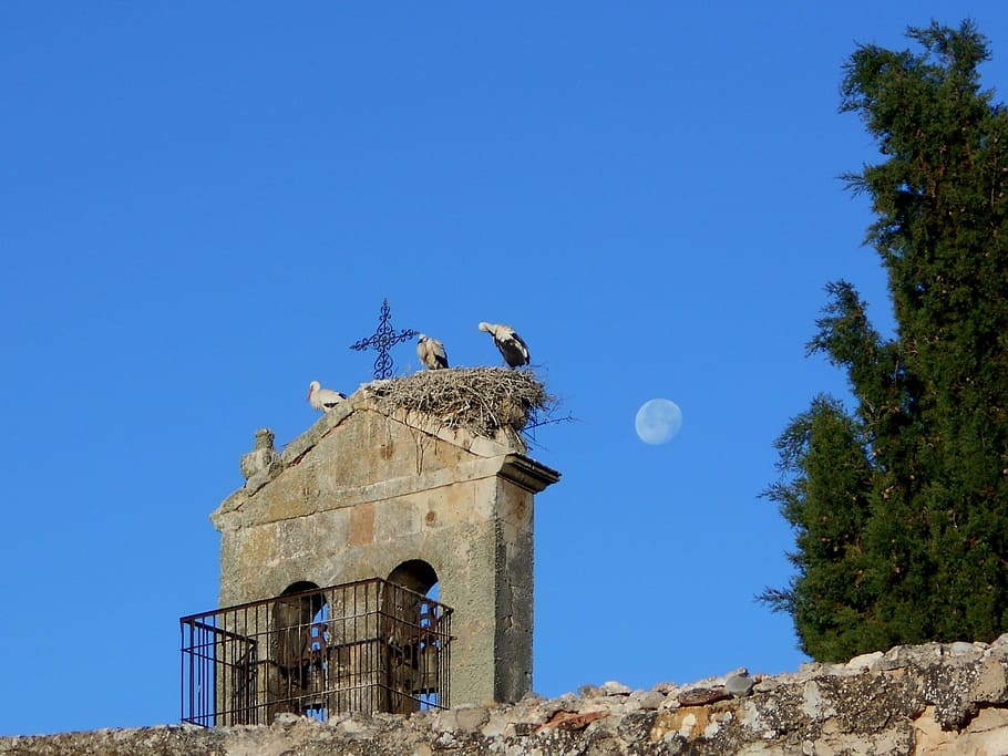 stork, chick, moon, bell tower, animals, ave, bird, nest, sky, architecture