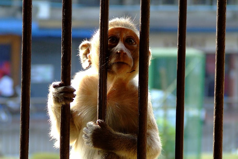 Macaco, barras, luz solar, enjaulado, mãos, mamífero, chimpanzé, capturado, um animal, olhando para a câmera