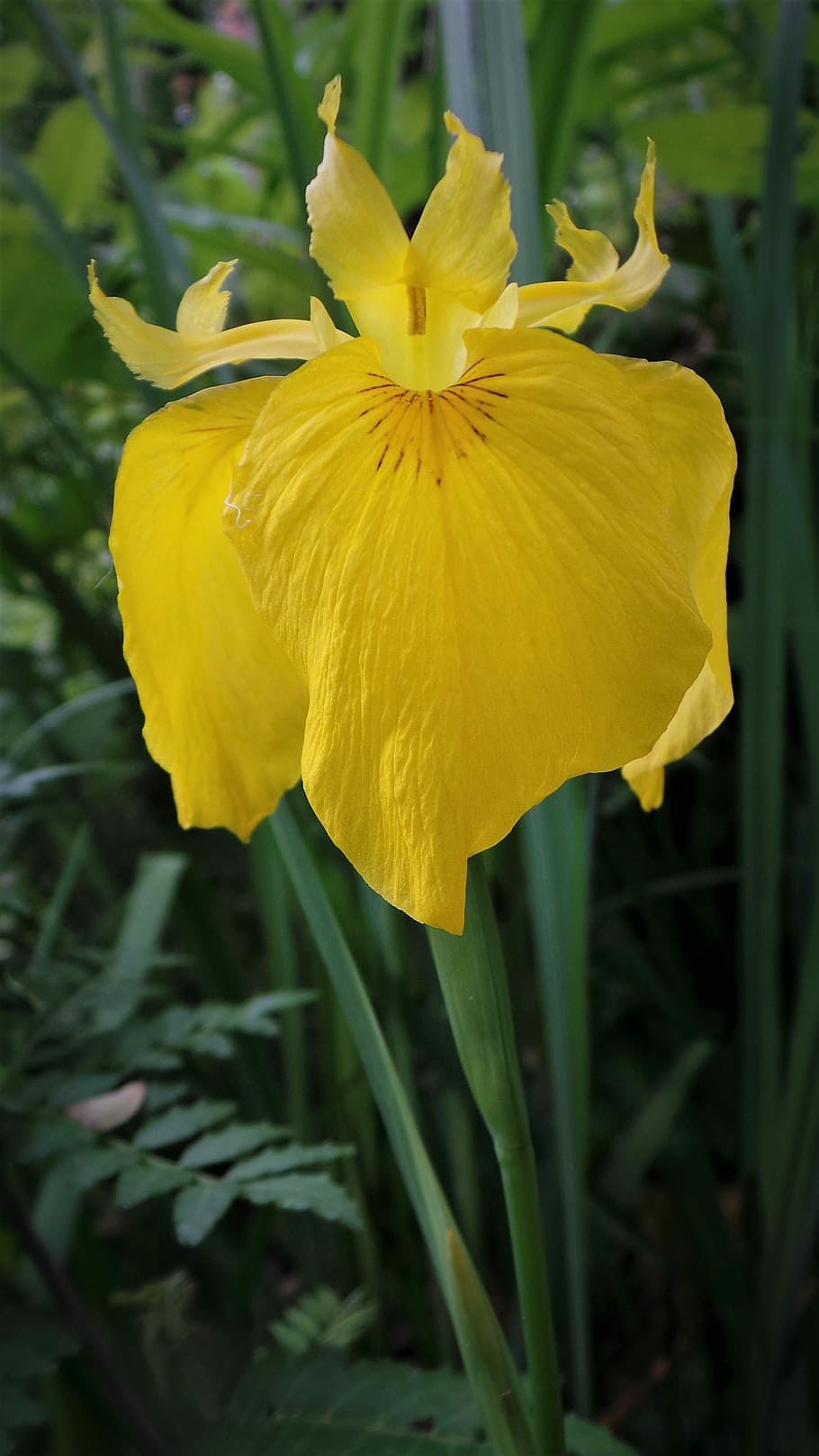 irises, yellow flowers, shampoo for, flowering plant, vulnerability, flower, fragility, petal, yellow, plant