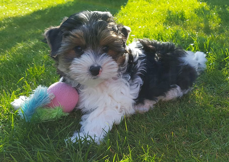 yorkshire terrier, biewer terrier, puppies, dog breed, play, grass, cute, pets, canine, domestic