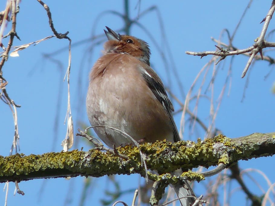 brown robin bird, fink, bird, tree, spring, colorful, plumage, sing, twitter, singing