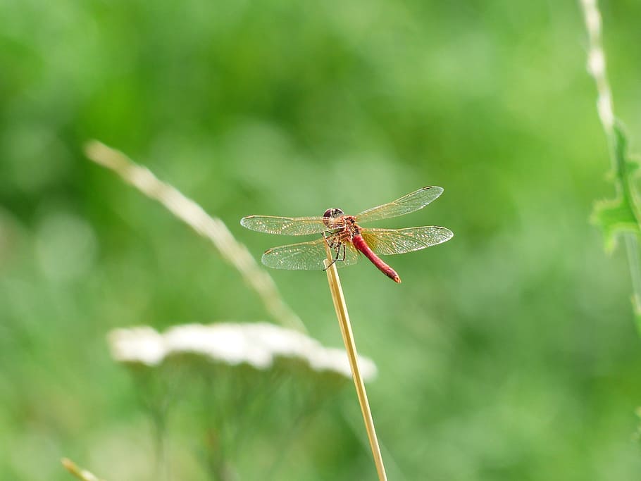 dragonfly, red, animal, insect, flight insect, crimson heidelibelle, sympetrum sanguineum, sailing dragonfly, libellulidae, dragonflies