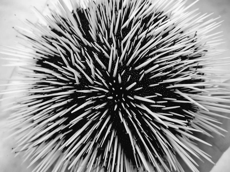 sea urchin, animal, marine, ocean, macro, closeup, black and white, spikes, nature, underwater