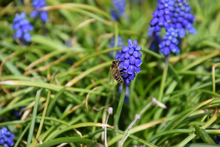 bee, macro, muscari, common grape hyacinth, blossom, bloom, flower, blue, ornamental plant, garden plant