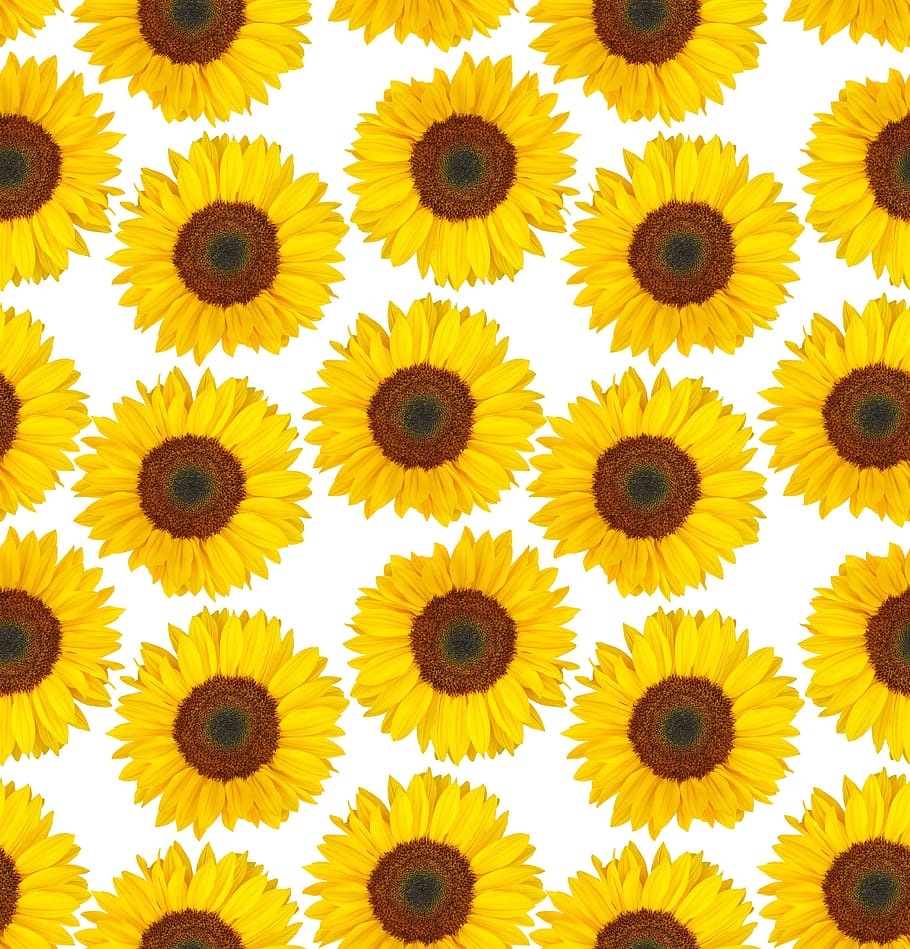 girassol, verão, flores amarelas, inúmeras, sem costura, padrão, sucessão, papel de parede, para sempre, você só tem que olhar