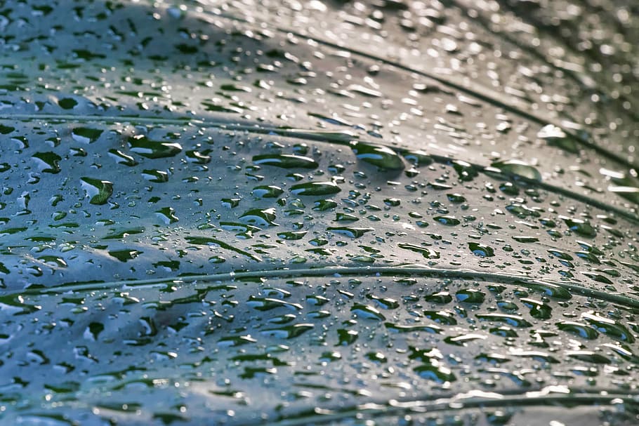 dew, drops, droplets, rain, nature, water, leaves, wet, leaf, green
