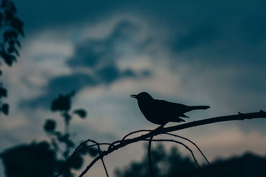 animals, birds, perched, trees, branches, dusk, dawn, shadows, silhouette, animal themes