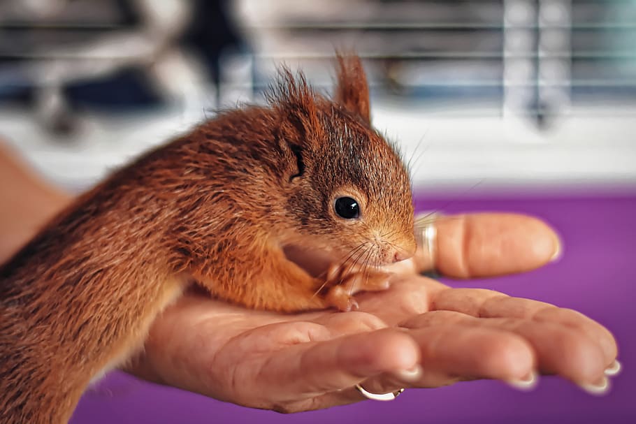 squirrel, baby, young animal, foundling, small, young, cute, rodent, furry, sitting