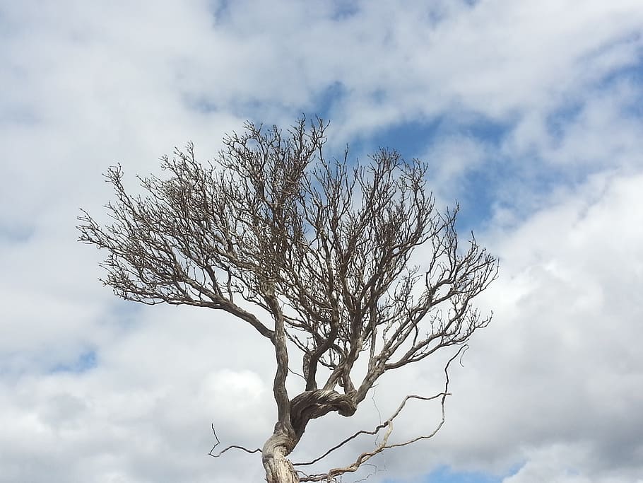 tree, thyme, clouds, nature, winter, sky, cloud - sky, bare tree, branch, plant
