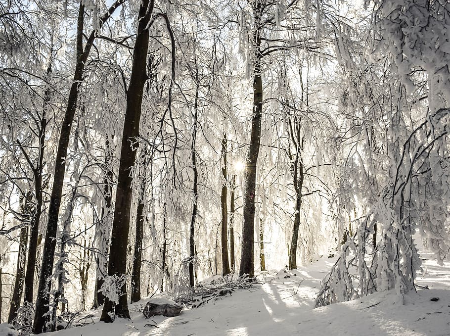 inverno, árvores, raios solares, pôr do sol, caminhada, manhã, neve, paisagem, árvore, plantar
