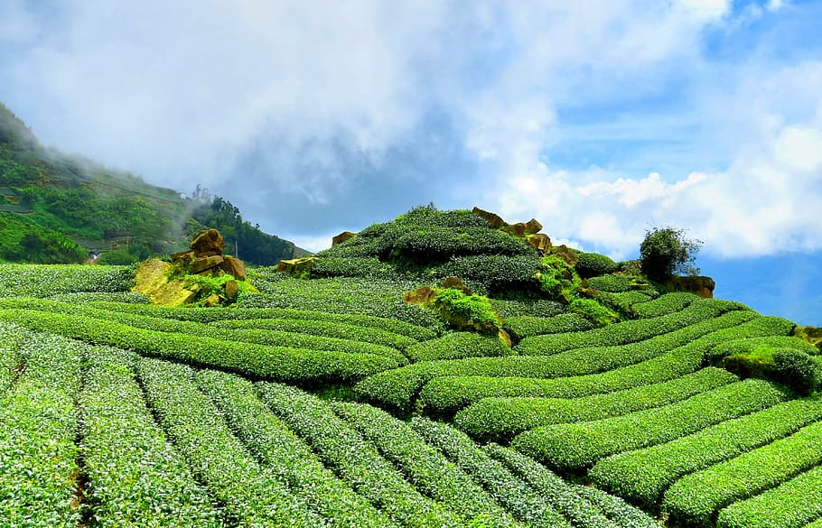 verde, hojeado, árbol, azul, cielo, té, ladera, jardín de té, reglas, paisaje