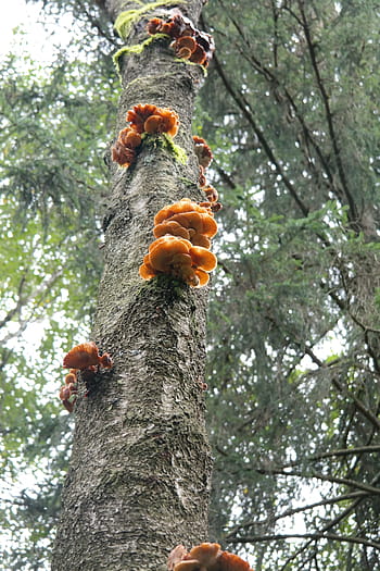 log-mushrooms-fungal-growth-translucent-royalty-free-thumbnail.jpg