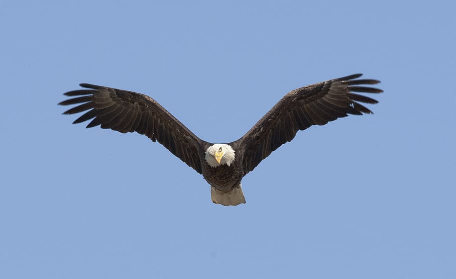 eagle, flying, blue, sky, soaring, bird, raptor, flight, wild, wildlife