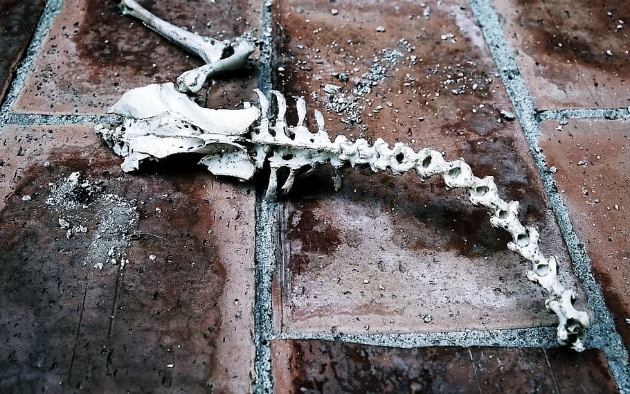 fossil, death, animals, science, animal, skeleton, museum, bones, bone, dead