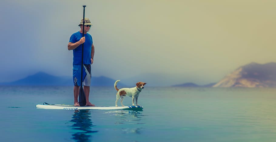 man, blue, crew-neck shirt surfing, white, brown, dog, daytime, animal, beach, ocean