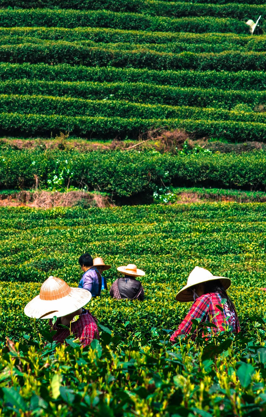 farmer harvesting, field, farm, tea, china, plantation, leaf, asia, nature, farmland