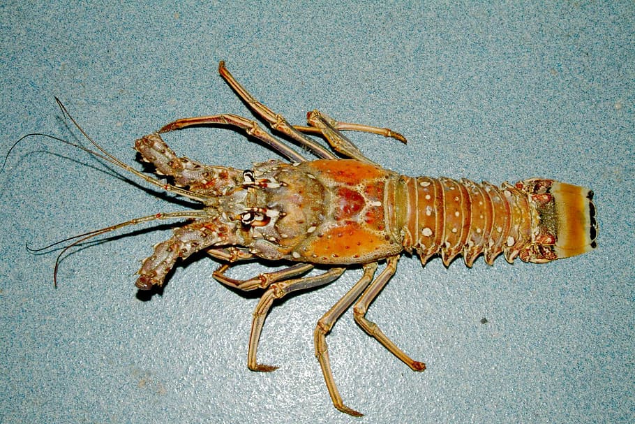 -, Caribbean spiny lobster, Panulirus argus, crustacean, photos, marine, public domain, seafood, food, lobster