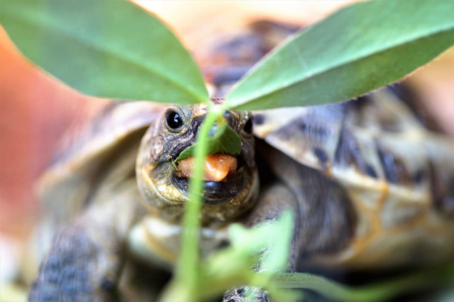 turtle, little turtle, cub, terrestrial, eating, tan, feed, greek, shell, registration
