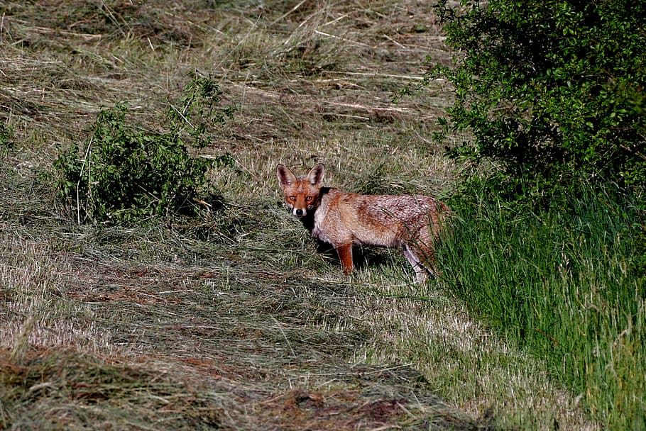 Лиса плотоядная. Лиса на склоне. Predatoryfox.