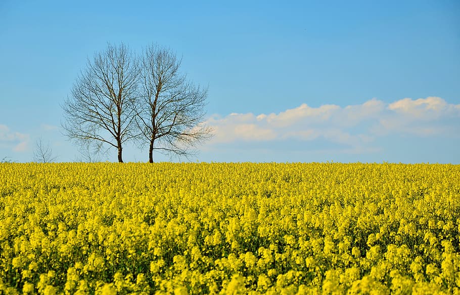 yellow, rapeseed flower field, daytime, field of rapeseeds, oilseed rape, field, landscape, agriculture, nature, blue sky