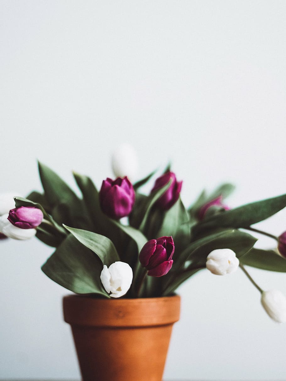 selective, focus photography, pink, white, tulip flowers, flower, pot, tulip, nature, bouquet