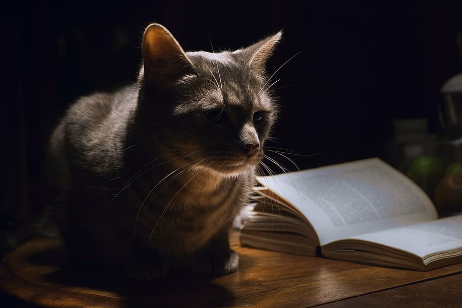 gris, gato, sentado, al lado, blanco, libro, animal, mascota, hogar, noche