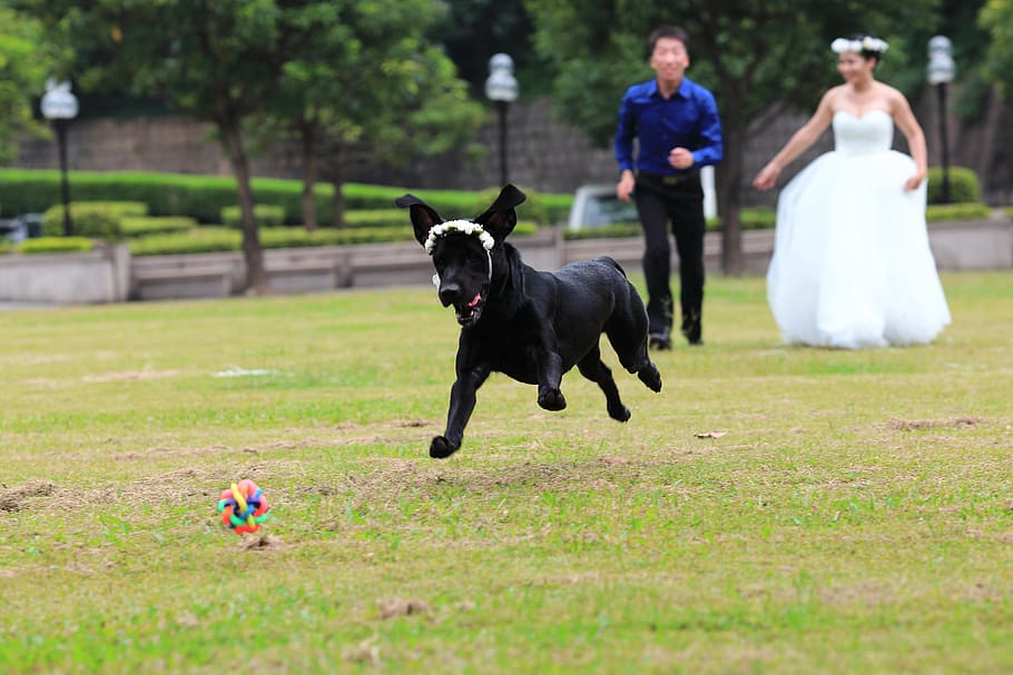 the black dog, labrador, lawn, grassland, run, attend parents ' wedding photos, domestic animals, mammal, plant, one animal