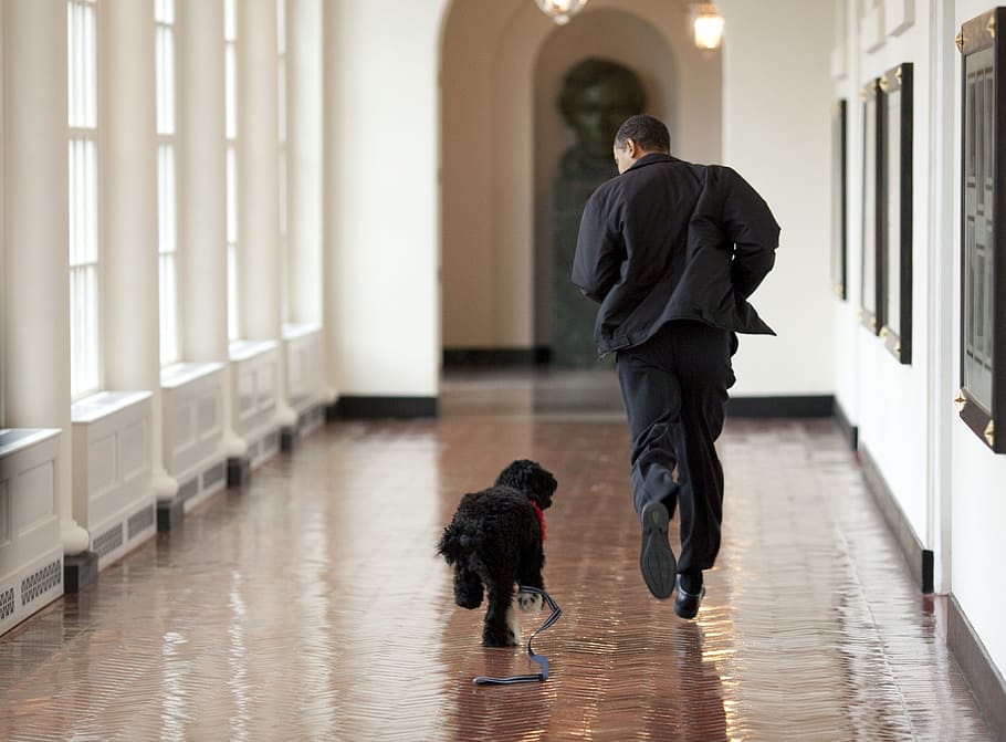 man, running, black, dog, corridor, barack obama and bo, play, run, family dog, portuguese water dog