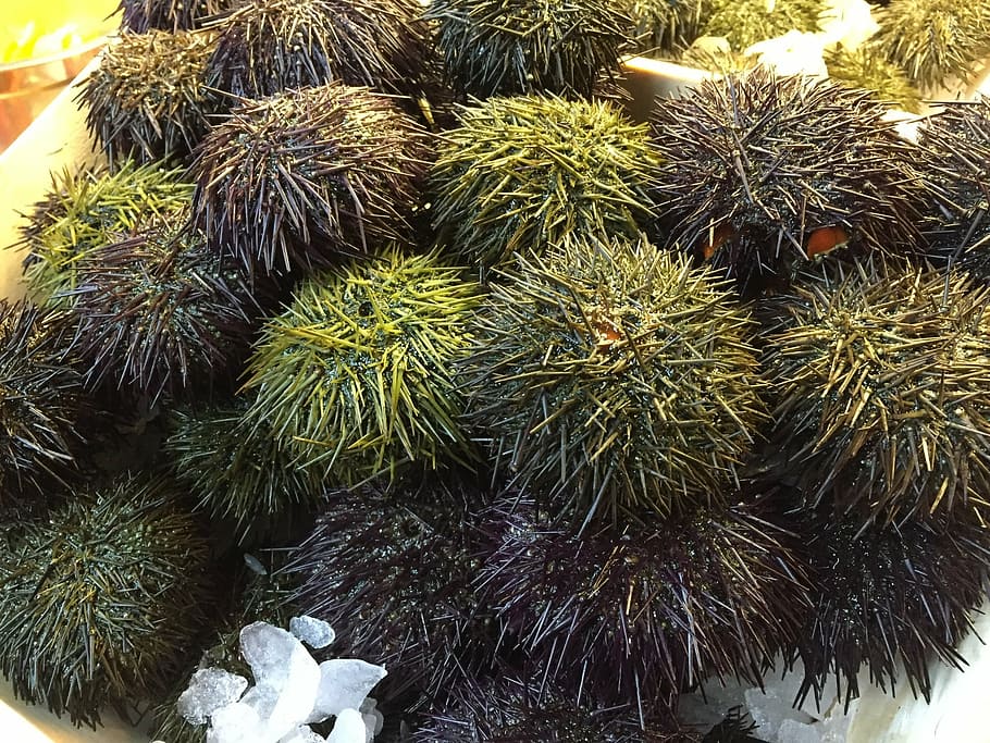 sea ​​urchin, sea ​​urchins, sea, fresh seafood, seafood, echinoidea, echinoderm, food, fruit, thailand