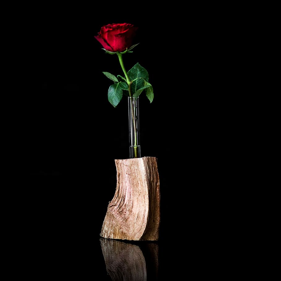 red, rose, flower, vase, leaf, still life, shell, plant, bud, nature