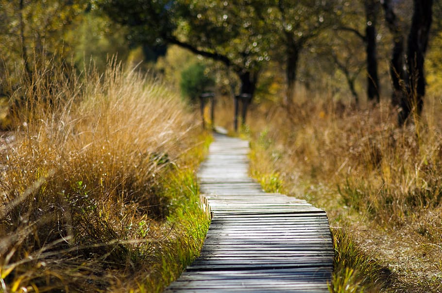 pathway, grass, wooden track, web, away, nature, trail, spring, summer, wood planks