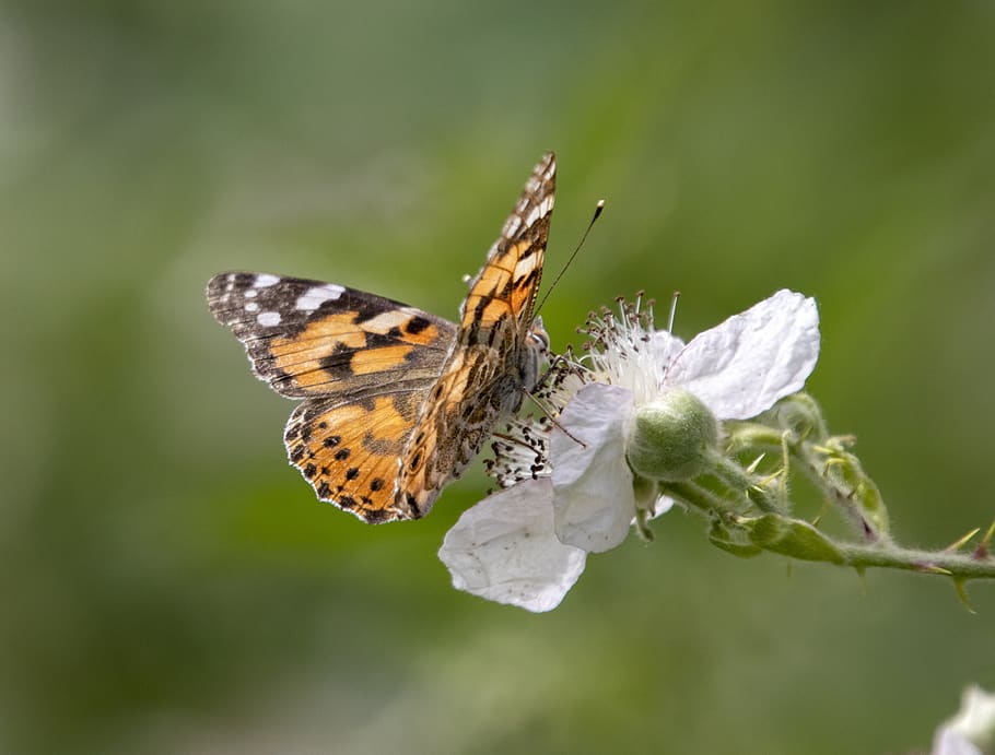 painted lady, butterfly, wings, summer, nature, insect, garden, color, flowers, bug
