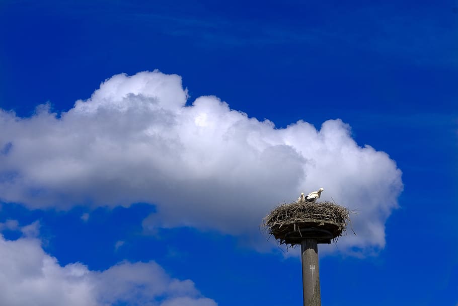 Stork, Bird, Animal, storchennest, nature, sky, clouds, blue, bill, rattle stork