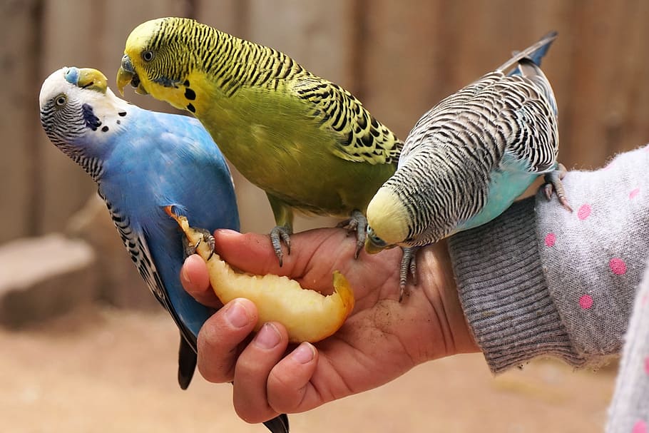 budgerigars, bird, animal, bill, food, animal world, small parrot parakeet, yellow, sababurg castle, zoo