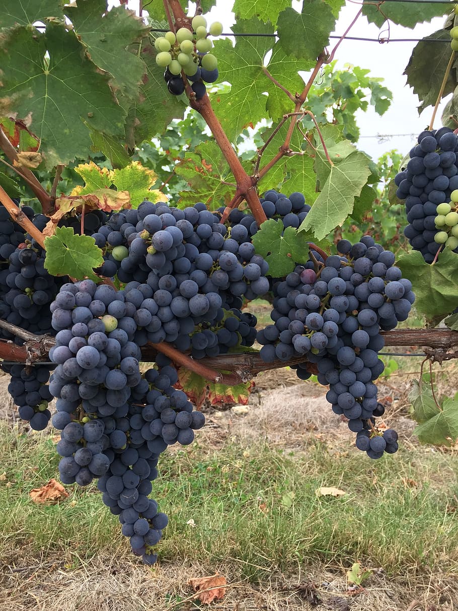 black grape, vine, touraine, field, cluster, fruit, nature, vineyard, france, central region