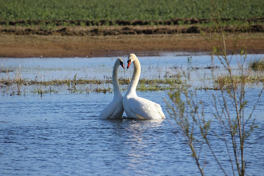 two, swans, body, water, togetherness, harmony, waterfowl, couple, happy, romance