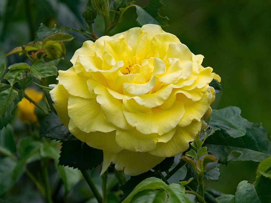 Light, rose, light queen lucia, shrub rose, flowers, yellow, blossom, bloom, nature, plant