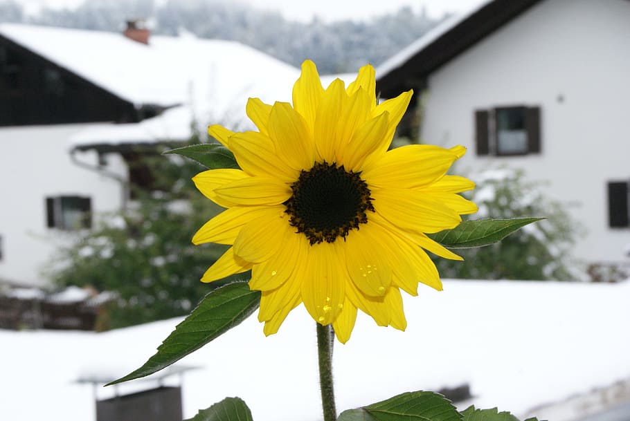 Sun Flower, Blossom, Bloom, flower, yellow, white, flower in snow, autumn, first snow, october