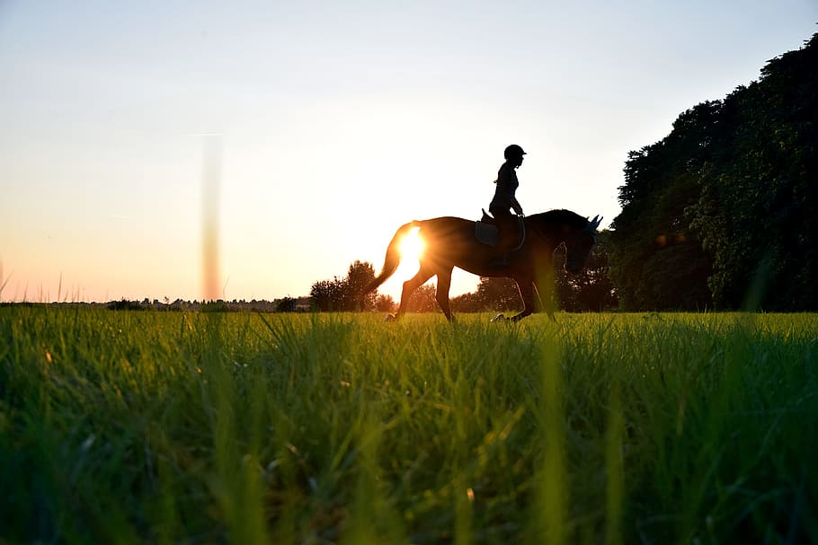 silhouette, person, riding, horse, grass field, sunset, grass, field, ride, sun