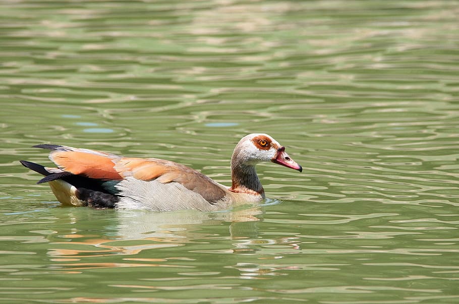 duck, goose, egyptians goose, colours, markings, rusts, browns, water, lake, animals in the wild