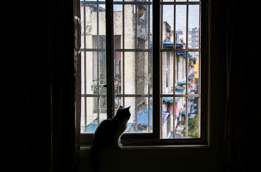 cat, kitten, windows, condition, shadow, window, glass - material, indoors, transparent, one animal