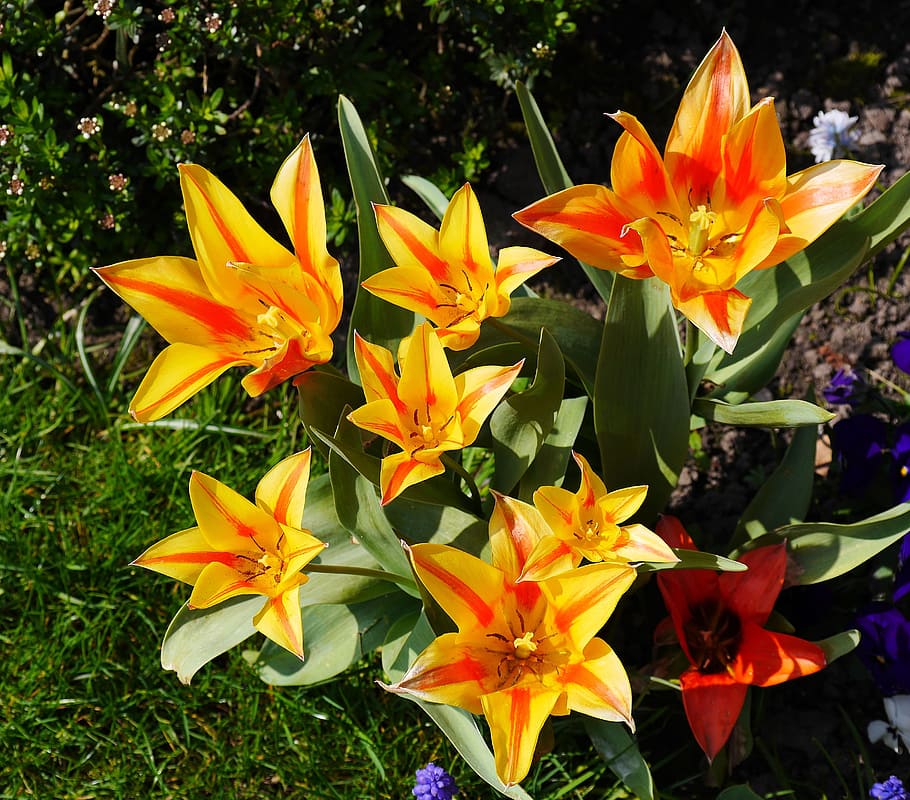 tulipanes, abierto, sol, día soleado, luz, sombra, flameado, primavera, flor, jardín