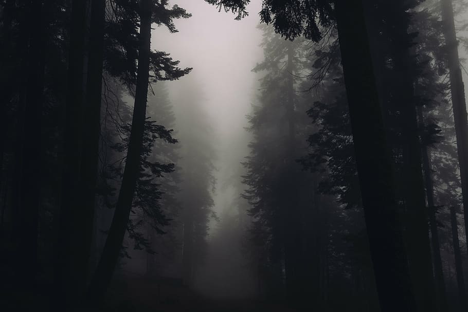 pinos, cubiertos, nieblas, silueta, árboles, foto, bosque, bosques, niebla, oscuro