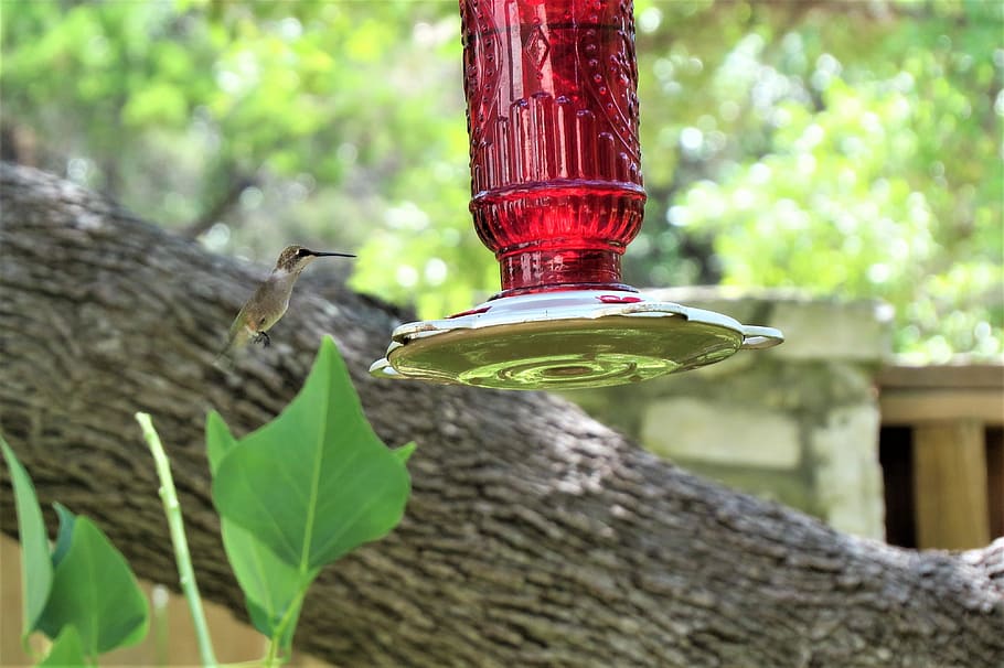 bird feeder, red, humming bird, in flight, colorful, focus on foreground, plant, day, tree, leaf