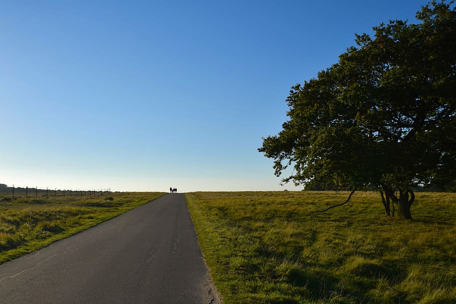 open sky, landscape, tree, nature, autumn, outdoor, walking, open road, forest, plant