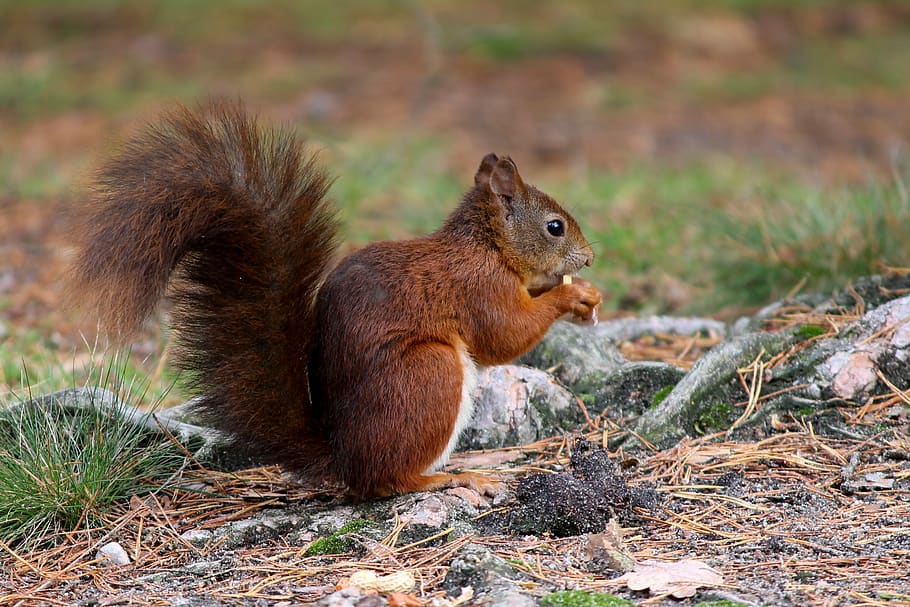 squirrel, food, eat, collect, button eyes, sitting, sciurus, cute, rodent, tail