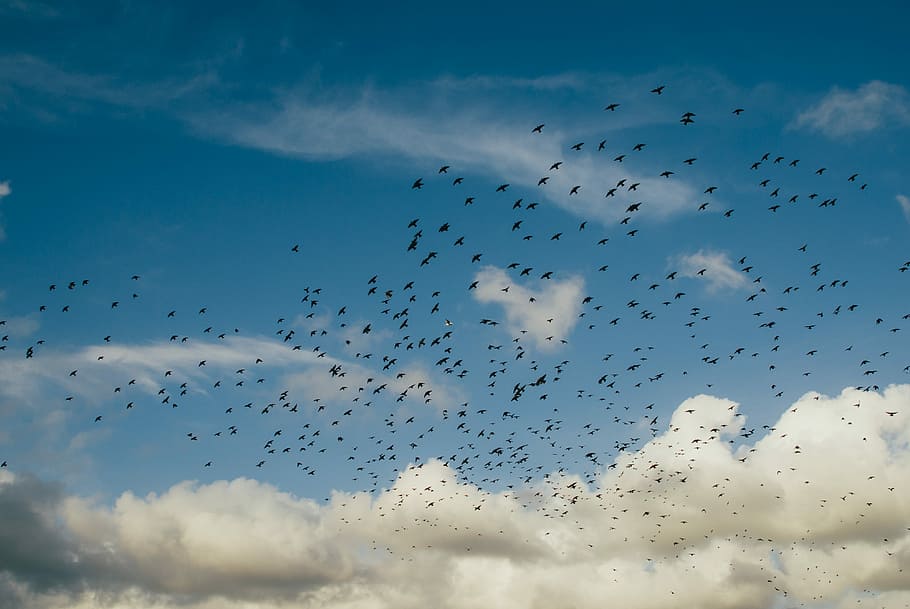 flock, birds, flying, blue, sky, heavy, clouds, flock of birds, blue sky, white