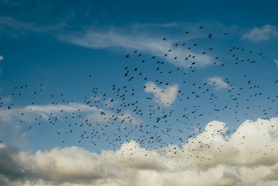 flock, birds, flying, sky, daytime, scenery, flocks, blue, white, cloudy